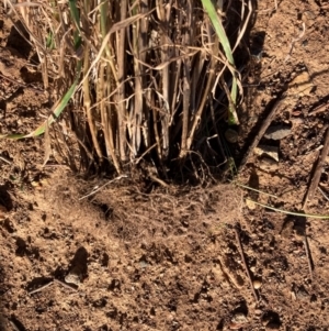 Anthoxanthum odoratum at Watson, ACT - 26 Aug 2024