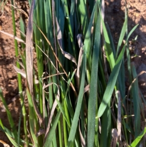 Anthoxanthum odoratum at Watson, ACT - 26 Aug 2024