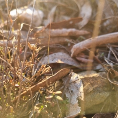 Keyacris scurra (Key's Matchstick Grasshopper) at Bungendore, NSW - 26 Aug 2024 by clarehoneydove