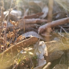 Keyacris scurra at Bungendore, NSW - suppressed