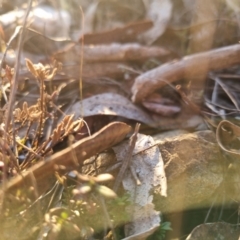 Keyacris scurra at Bungendore, NSW - suppressed