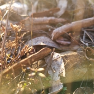 Keyacris scurra at Bungendore, NSW - suppressed