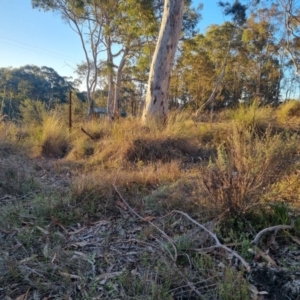 Keyacris scurra at Bungendore, NSW - suppressed