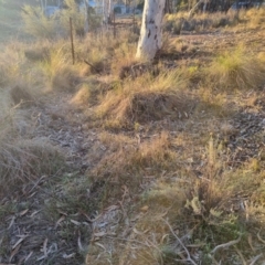 Keyacris scurra at Bungendore, NSW - suppressed