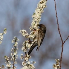 Anthochaera carunculata (Red Wattlebird) at Richardson, ACT - 26 Aug 2024 by MB