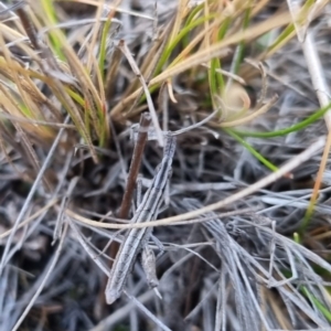 Keyacris scurra at Bungendore, NSW - suppressed