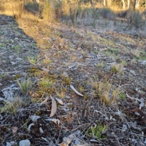 Keyacris scurra at Bungendore, NSW - suppressed