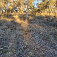 Keyacris scurra at Bungendore, NSW - 26 Aug 2024