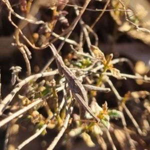 Keyacris scurra at Bungendore, NSW - 26 Aug 2024