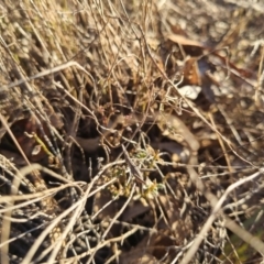 Keyacris scurra at Bungendore, NSW - suppressed