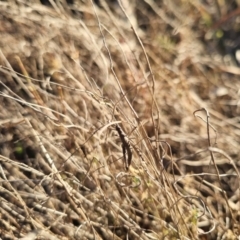 Keyacris scurra at Bungendore, NSW - 26 Aug 2024