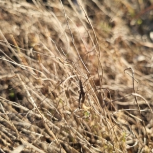 Keyacris scurra at Bungendore, NSW - 26 Aug 2024