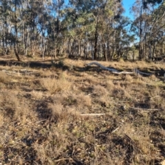 Keyacris scurra at Bungendore, NSW - suppressed