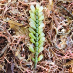 Caulerpa cactoides at Vincentia, NSW - 16 Apr 2024 by RobG1