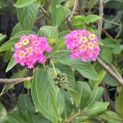 Lantana camara (Lantana) at Yuraygir, NSW - 27 Aug 2024 by lbradley