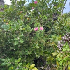 Lantana camara at Yuraygir, NSW - 27 Aug 2024 08:38 AM