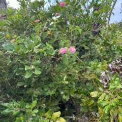 Lantana camara at Yuraygir, NSW - 27 Aug 2024