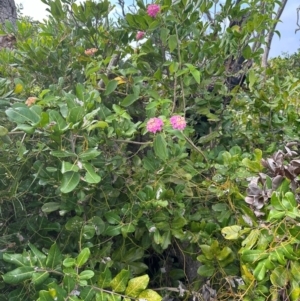 Lantana camara at Yuraygir, NSW - 27 Aug 2024 08:38 AM