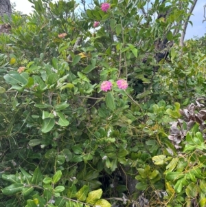 Lantana camara at Yuraygir, NSW - 27 Aug 2024