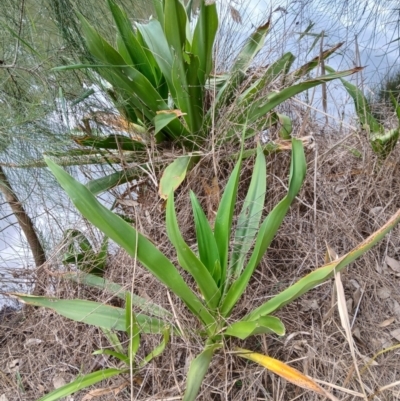 Crinum pedunculatum (Swamp Lily, River Lily, Mangrove Lily) at Kiama, NSW - 25 Aug 2024 by plants