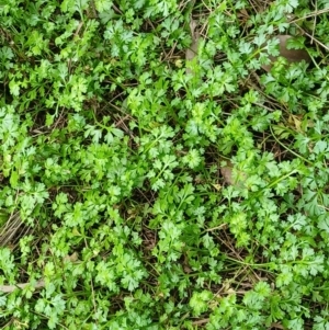 Leptinella longipes at Kiama, NSW - 25 Aug 2024