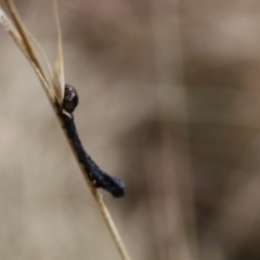 Unidentified Moth (Lepidoptera) at Lyons, ACT - 25 Aug 2024 by ran452