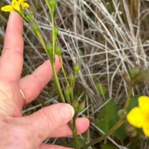 Liparophyllum exaltatum at Yuraygir, NSW - 27 Aug 2024 08:26 AM