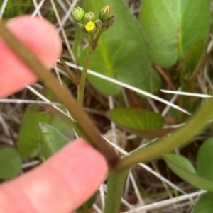 Liparophyllum exaltatum at Yuraygir, NSW - 27 Aug 2024 08:26 AM