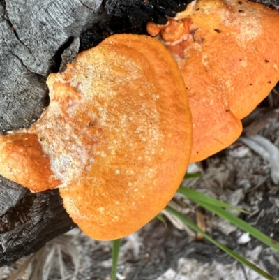 Trametes coccinea (Scarlet Bracket) at Yuraygir, NSW - 27 Aug 2024 by lbradley