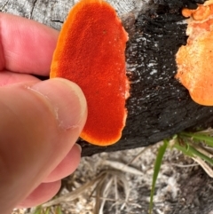 Trametes coccinea at Yuraygir, NSW - 27 Aug 2024 08:04 AM