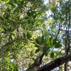 Ficus macrophylla (Moreton Bay Fig) at Gerroa, NSW - 26 Aug 2024 by plants