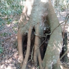 Ficus macrophylla at Gerroa, NSW - 26 Aug 2024 11:56 AM