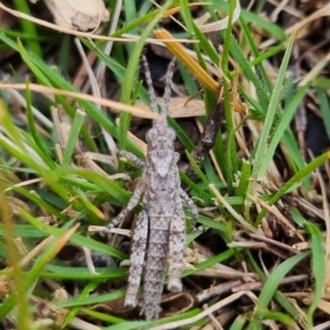 Coryphistes ruricola at Bungendore, NSW - 11 Aug 2024