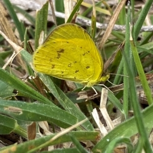 Eurema smilax at Hall, ACT - suppressed