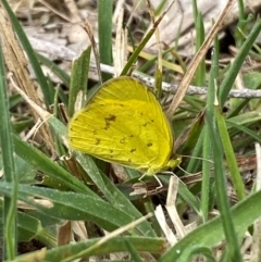 Eurema smilax at Hall, ACT - suppressed