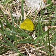 Eurema smilax at Hall, ACT - suppressed