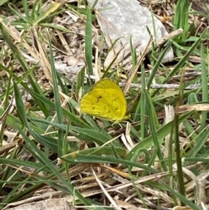 Eurema smilax at Hall, ACT - suppressed