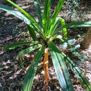 Crinum pedunculatum at suppressed - 26 Aug 2024