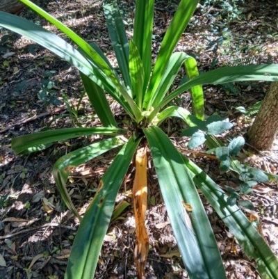 Crinum pedunculatum (Swamp Lily, River Lily, Mangrove Lily) at Gerroa, NSW - 26 Aug 2024 by plants