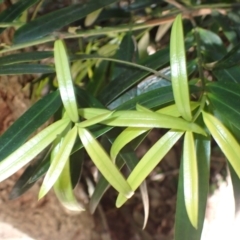 Podocarpus elatus (Plum Pine, Brown Pine, Illawarra Plum) at Gerroa, NSW - 26 Aug 2024 by plants