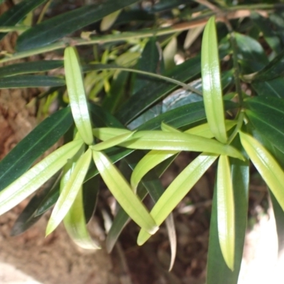 Podocarpus elatus (Plum Pine, Brown Pine, Illawarra Plum) at Gerroa, NSW - 26 Aug 2024 by plants