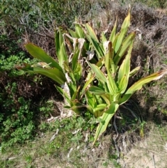 Crinum pedunculatum (Swamp Lily, River Lily, Mangrove Lily) at Werri Beach, NSW - 26 Aug 2024 by plants