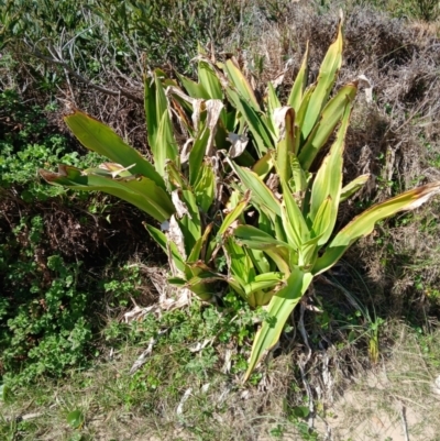 Crinum pedunculatum (Swamp Lily, River Lily, Mangrove Lily) at Werri Beach, NSW - 26 Aug 2024 by plants