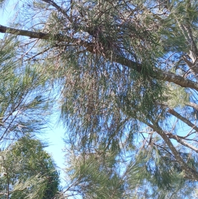 Amyema cambagei (Sheoak Mistletoe) at Gerringong, NSW - 26 Aug 2024 by plants