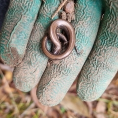 Hemiergis talbingoensis (Three-toed Skink) at Bungendore, NSW - 17 Jul 2024 by clarehoneydove