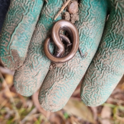 Hemiergis talbingoensis (Eastern Three-toed Earless Skink) at Bungendore, NSW - 18 Jul 2024 by clarehoneydove