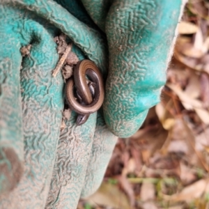 Hemiergis talbingoensis at Bungendore, NSW - suppressed