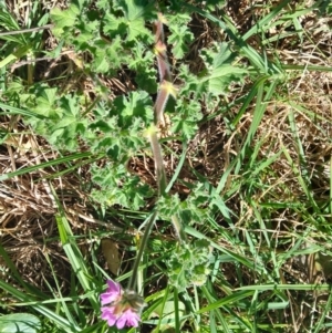 Pelargonium capitatum at Werri Beach, NSW - 26 Aug 2024