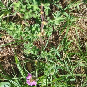 Pelargonium capitatum at Werri Beach, NSW - 26 Aug 2024 01:33 PM