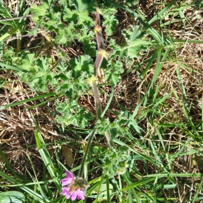 Pelargonium capitatum (Rose Geranium) at Werri Beach, NSW - 26 Aug 2024 by plants